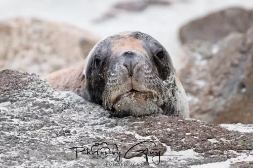 7 March. 2025 Alan Beach, Portobello , South Island, New Zealand - Sea Lion