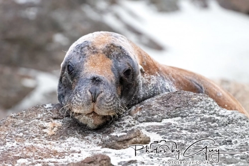 7 March. 2025 : Sea lion on Alan Beach , South Island, New Zealand