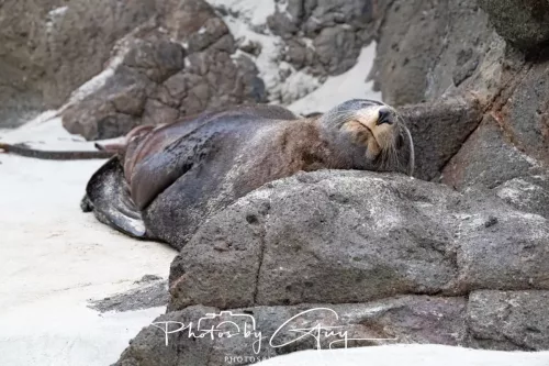 7 March. 2025 Alan Beach, Portobello , South Island, New Zealand - Sea Lion