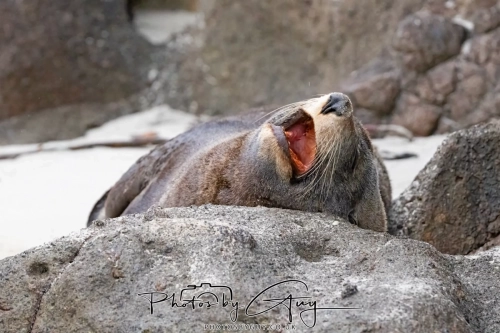 7 March. 2025 : Sea lion on Alan Beach , South Island, New Zealand