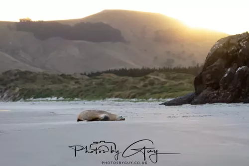 7 March. 2025 Alan Beach, Portobello , South Island, New Zealand - Sea Lion
