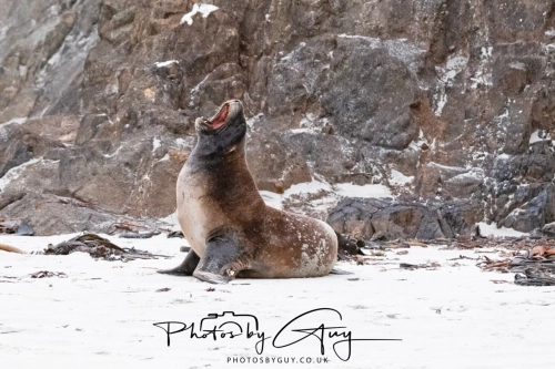 7 March. 2025 : Sea lion on Alan Beach , South Island, New Zealand