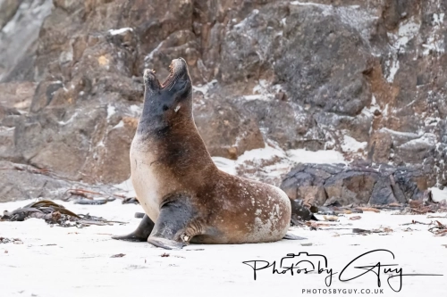 7 March. 2025 : Sea lion on Alan Beach , South Island, New Zealand