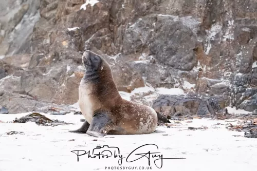 7 March. 2025 Alan Beach, Portobello , South Island, New Zealand - Sea Lion