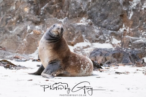 7 March. 2025 : Sea lion on Alan Beach , South Island, New Zealand