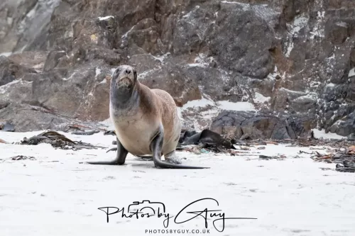 7 March. 2025 Alan Beach, Portobello , South Island, New Zealand - Sea Lion