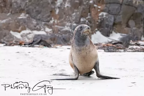 7 March. 2025 Alan Beach, Portobello , South Island, New Zealand - Sea Lion