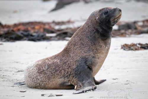 7 March. 2025 : Sea lion on Alan Beach , South Island, New Zealand