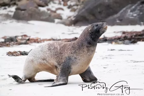 7 March. 2025 Alan Beach, Portobello , South Island, New Zealand - Sea Lion