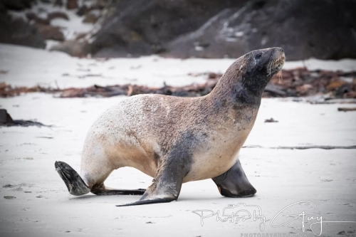 7 March. 2025 : Sea lion on Alan Beach , South Island, New Zealand