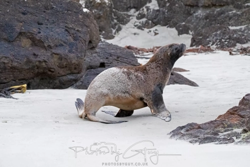7 March. 2025 : Sea lion on Alan Beach , South Island, New Zealand
