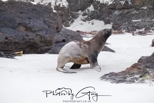 7 March. 2025 Alan Beach, Portobello , South Island, New Zealand - Sea Lion