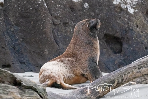7 March. 2025 : Sea lion on Alan Beach , South Island, New Zealand