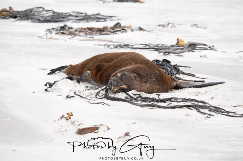 10 March 2025 : Sea Lion on Sandfly Beach, Dunedin area, South Island, New Zealand
