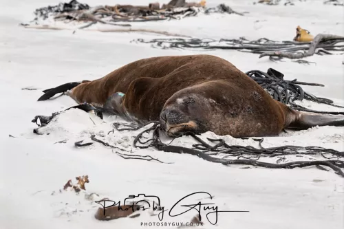 10 March 2025 : Sea Lion on Sandfly Beach, Dunedin area, South Island, New Zealand