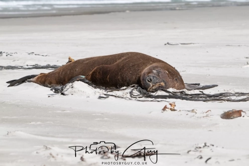 10 March 2025 : Sea Lion on Sandfly Beach, Dunedin area, South Island, New Zealand