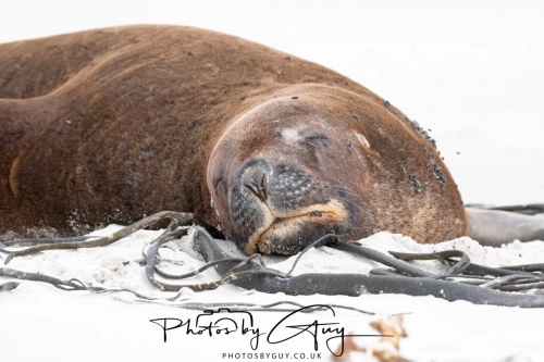 10 March 2025 : Sea Lion on Sandfly Beach, Dunedin area, South Island, New Zealand