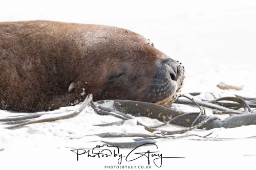 10 March 2025 : Sea Lion on Sandfly Beach, Dunedin area, South Island, New Zealand