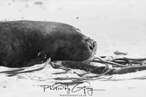 10 March 2025 : Sea Lion on Sandfly Beach, Dunedin area, South Island, New Zealand