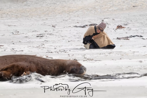 10 March 2025 : Sea Lion on Sandfly Beach, Dunedin area, South Island, New Zealand