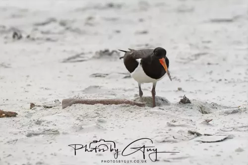 10 March 2025 : Sea Lion on Sandfly Beach, Dunedin area, South Island, New Zealand