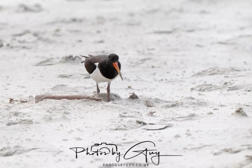 10 March 2025 : Oyster Catcher on Sandfly Beach, Dunedin area, South Island, New Zealand