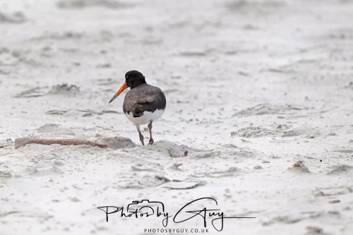 10 March 2025 : Oyster Catcher on Sandfly Beach, Dunedin area, South Island, New Zealand