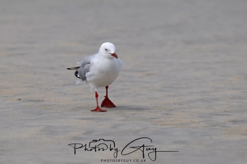 10 March 2025 : Red Beaked Gull, on Sandfly Beach, Dunedin area, South Island, New Zealand