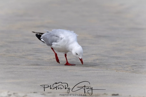 10 March 2025 : Red Beaked Gull on Sandfly Beach, Dunedin area, South Island, New Zealand
