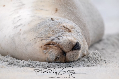 10 March 2025 : Sea Lion on Sandfly Beach, Dunedin area, South Island, New Zealand