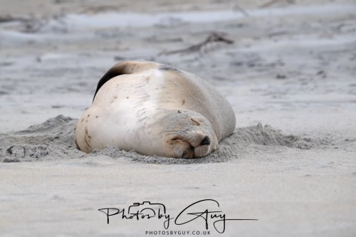 10 March 2025 : Sea Lion on Sandfly Beach, Dunedin area, South Island, New Zealand