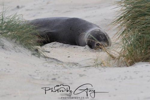 10 March 2025 : Sea Lion on Sandfly Beach, Dunedin area, South Island, New Zealand