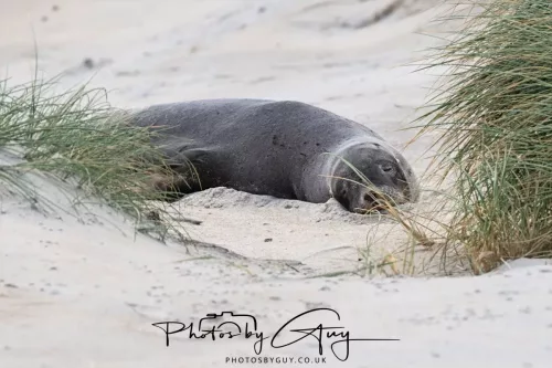 10 March 2025 : Sea Lion on Sandfly Beach, Dunedin area, South Island, New Zealand