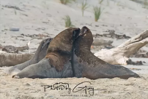 10 March 2025 : Sea Lion on Sandfly Beach, Dunedin area, South Island, New Zealand