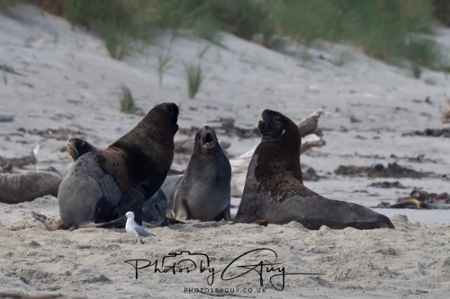 10 March 2025 : Sea Lion on Sandfly Beach, Dunedin area, South Island, New Zealand