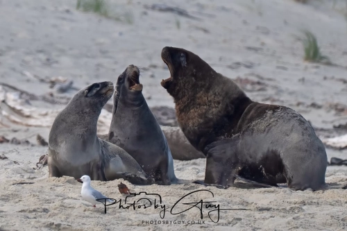 10 March 2025 : Sea Lion on Sandfly Beach, Dunedin area, South Island, New Zealand