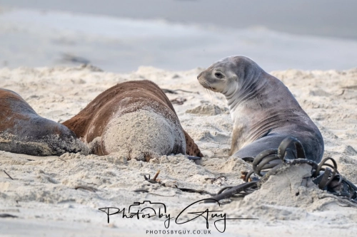 10 March 2025 :Sea Lion, Dunedin area, South Island, New Zealand