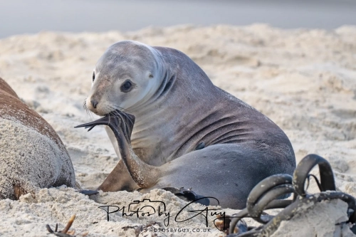 10 March 2025 :Sea Lion, Dunedin area, South Island, New Zealand
