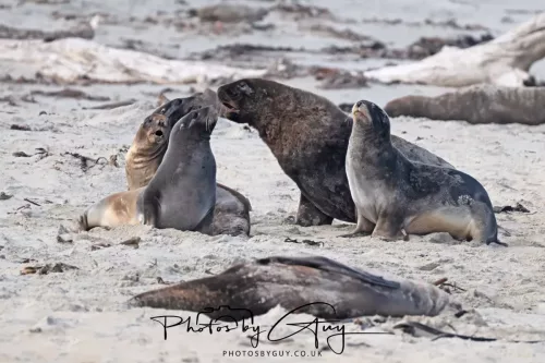 10 March 2025 : Sea Lion on Sandfly Beach, Dunedin area, South Island, New Zealand