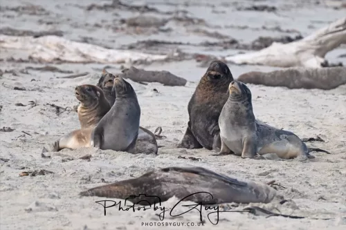 10 March 2025 : Sea Lion on Sandfly Beach, Dunedin area, South Island, New Zealand