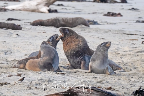 10 March 2025 :Sea Lion, Dunedin area, South Island, New Zealand