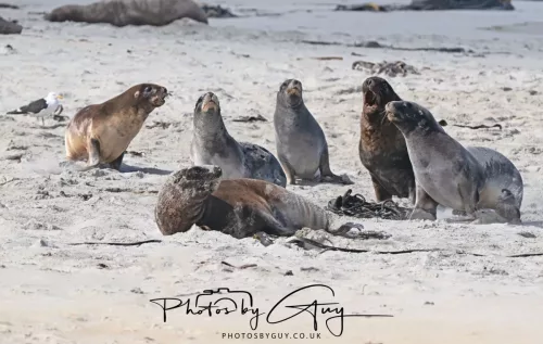 10 March 2025 : Sea Lion on Sandfly Beach, Dunedin area, South Island, New Zealand