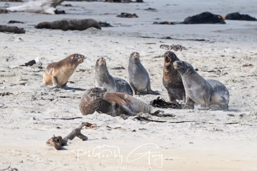 10 March 2025 :Sea Lion, Dunedin area, South Island, New Zealand