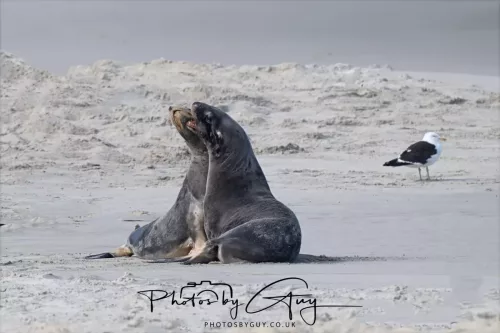 10 March 2025 : Sea Lion on Sandfly Beach, Dunedin area, South Island, New Zealand