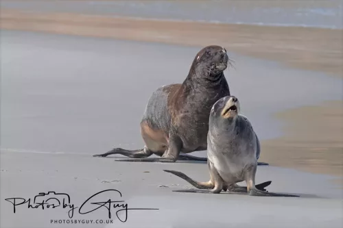 10 March 2025 : Sea Lion on Sandfly Beach, Dunedin area, South Island, New Zealand