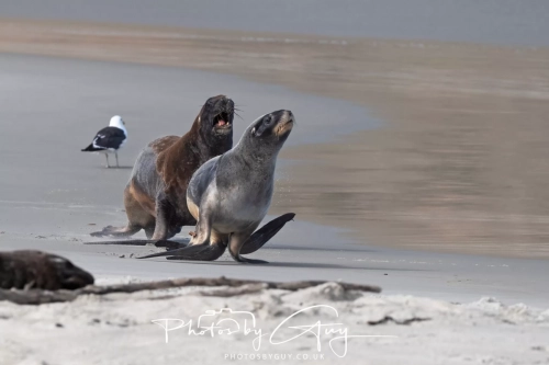 10 March 2025 :Sea Lion, Dunedin area, South Island, New Zealand