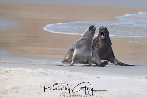 10 March 2025 : Sea Lion on Sandfly Beach, Dunedin area, South Island, New Zealand