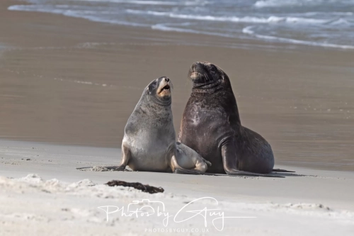 10 March 2025 :Sea Lion, Dunedin area, South Island, New Zealand