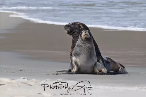 10 March 2025 : Sea Lion on Sandfly Beach, Dunedin area, South Island, New Zealand