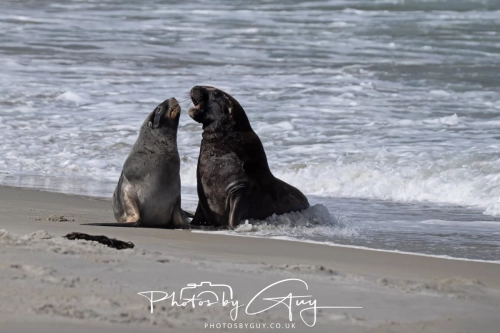 10 March 2025 :Sea Lion, Dunedin area, South Island, New Zealand